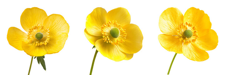 Vibrant Yellow Buttercup Flowers Blooming Close Up