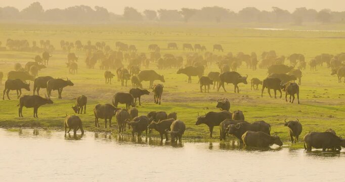 Herd of Cape Buffalo (Syncerus caffer) grazing on the floodplain of the Chobe river and drinking from the river, Botswana