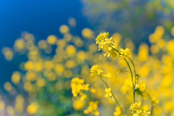 多摩川沿いに咲く菜の花と川面の風景（狛江・登戸・調布エリア）