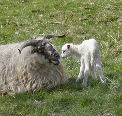 Obraz premium mutterschaf mit lamm