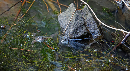 Mating frogs in a local pond