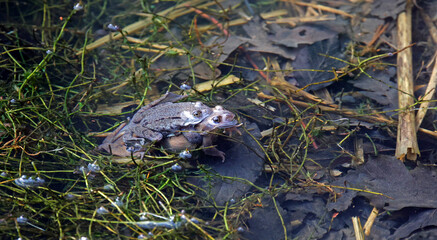 Mating frogs in a local pond