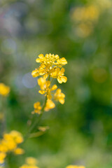 多摩川沿いに咲く菜の花と川面の風景（狛江・登戸・調布エリア）