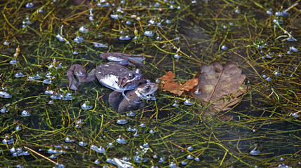 Fototapeta premium Mating frogs in a local pond