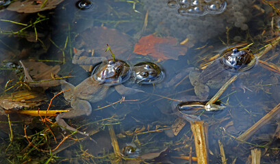 Mating frogs in a local pond