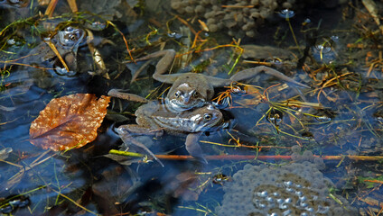Mating frogs in a local pond