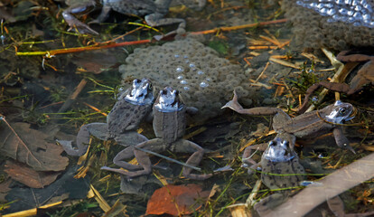 Mating frogs in a local pond