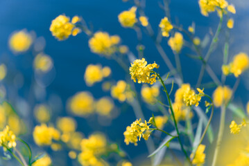 Obraz premium 多摩川沿いに咲く菜の花と川面の風景（狛江・登戸・調布エリア）