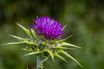 A vibrant purple thistle flower stands tall against a blurry green background, showcasing nature's resilience and intricate beauty.