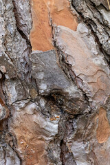 Close-up of tree bark showcasing intricate patterns and textures, revealing nature's artistry. Captivating organic details in shades of brown and gray.