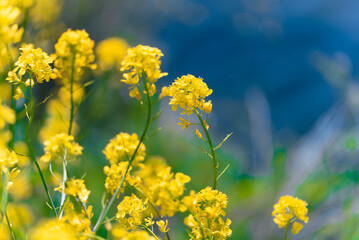 多摩川沿いに咲く菜の花と川面の風景（狛江・登戸・調布エリア）