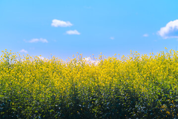 印象的な雲と青空、咲き誇る菜の花が織りなす春のアート風景