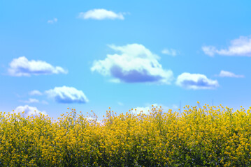 印象的な雲と青空、咲き誇る菜の花が織りなす春のアート風景