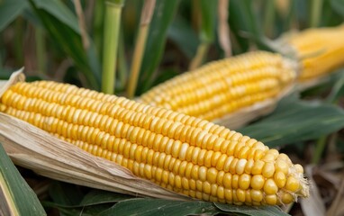 Ripe Yellow Corn Cobs in a Green Field