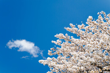 多摩川沿いに咲く桜と春の空｜狛江・登戸・調布エリアの春風景
