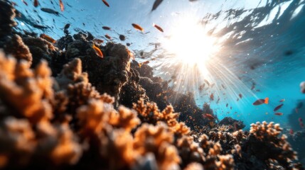 Sunlit Coral Reef with Fish