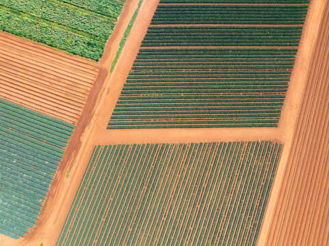 Aerial view of geometric patterns and rows of a market garden's crops