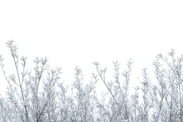 Obraz premium Frost-covered winter branches isolated on white background