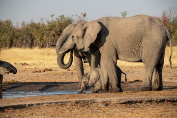Fototapeta premium Tender Moment Between Elephant Mother and Calf ,Elephant Family in Perfect Harmony – Animal of Africa 