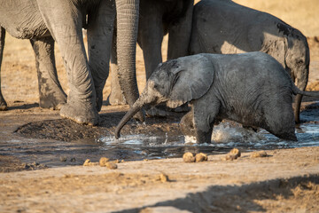 Fototapeta premium • Tender Moment Between Elephant Mother and Calf ,Elephant Family in Perfect Harmony – Animal of Africa 