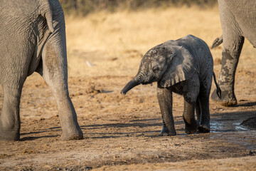 Fototapeta premium • Tender Moment Between Elephant Mother and Calf ,Elephant Family in Perfect Harmony – Animal of Africa 