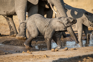Fototapeta premium Tender Moment Between Elephant Mother and Calf ,Elephant Family in Perfect Harmony – Animal of Africa 