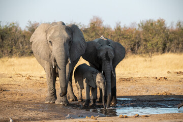 Fototapeta premium • Tender Moment Between Elephant Mother and Calf ,Elephant Family in Perfect Harmony – Animal of Africa 
