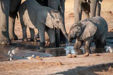 Obraz premium • Tender Moment Between Elephant Mother and Calf ,Elephant Family in Perfect Harmony – Animal of Africa 