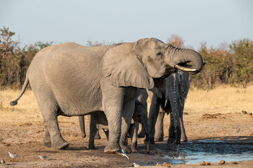 Fototapeta premium Tender Moment Between Elephant Mother and Calf ,Elephant Family in Perfect Harmony – Animal of Africa 