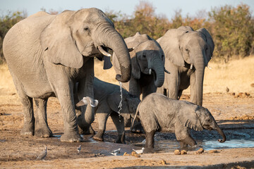 Fototapeta premium • Tender Moment Between Elephant Mother and Calf ,Elephant Family in Perfect Harmony – Animal of Africa 