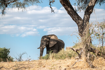 Fototapeta premium Tender Moment Between Elephant Mother and Calf ,Elephant Family in Perfect Harmony – Animal of Africa 