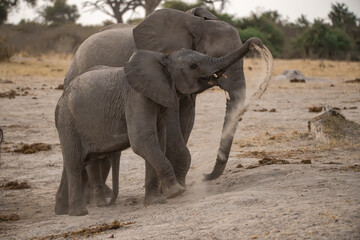 Fototapeta premium Tender Moment Between Elephant Mother and Calf ,Elephant Family in Perfect Harmony – Animal of Africa 