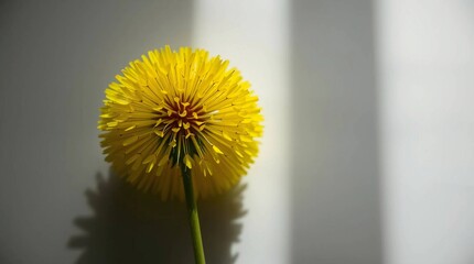 A high-angle, low-key perspective of a fresh yellow dandelion bouquet with stem and bud, isolated on white, featuring deep shadows and complimentary colors for a dramatic, contrasting effect.