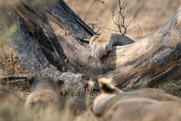 Tender Moment Between Lioness and Cub – Animal of Africa