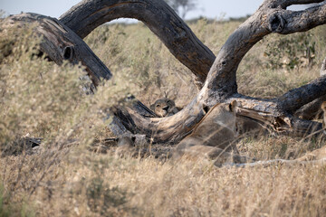 Fototapeta premium Tender Moment Between Lioness and Cub – Animal of Africa