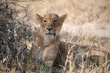 Tender Moment Between Lioness and Cub – Animal of Africa
