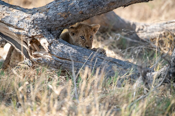 Tender Moment Between Lioness and Cub – Animal of Africa