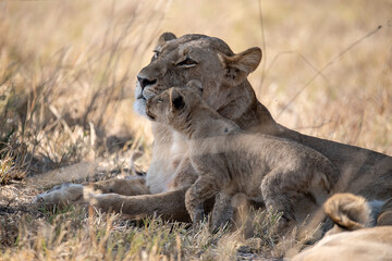 Tender Moment Between Lioness and Cub – Animal of Africa