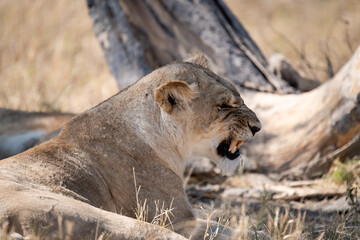 Tender Moment Between Lioness and Cub – Animal of Africa
