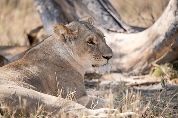 Tender Moment Between Lioness and Cub – Animal of Africa