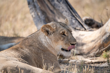 Tender Moment Between Lioness and Cub – Animal of Africa