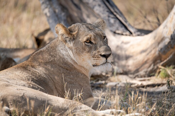 Tender Moment Between Lioness and Cub – Animal of Africa