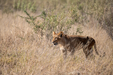 Tender Moment Between Lioness and Cub – Animal of Africa