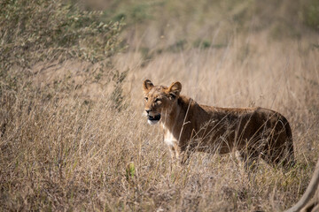 Tender Moment Between Lioness and Cub – Animal of Africa