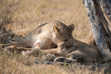 Lions cubs and mother in wild savannah - Animal of africa