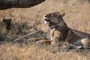 Lions cubs and mother in wild savannah - Animal of africa