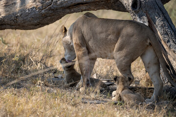 Lions cubs and mother in wild savannah - Animal of africa