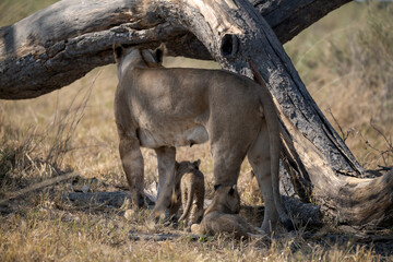 Lions cubs and mother in wild savannah - Animal of africa