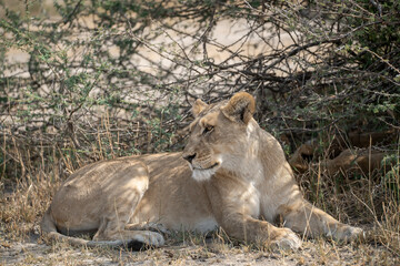 Lions cubs and mother in wild savannah - Animal of africa