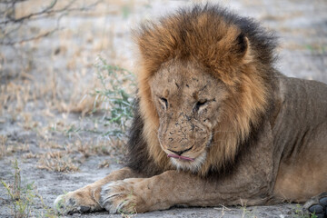 Sekoti, Powerful Male Lion Staring into the Wild &ndash; Animal of Africa